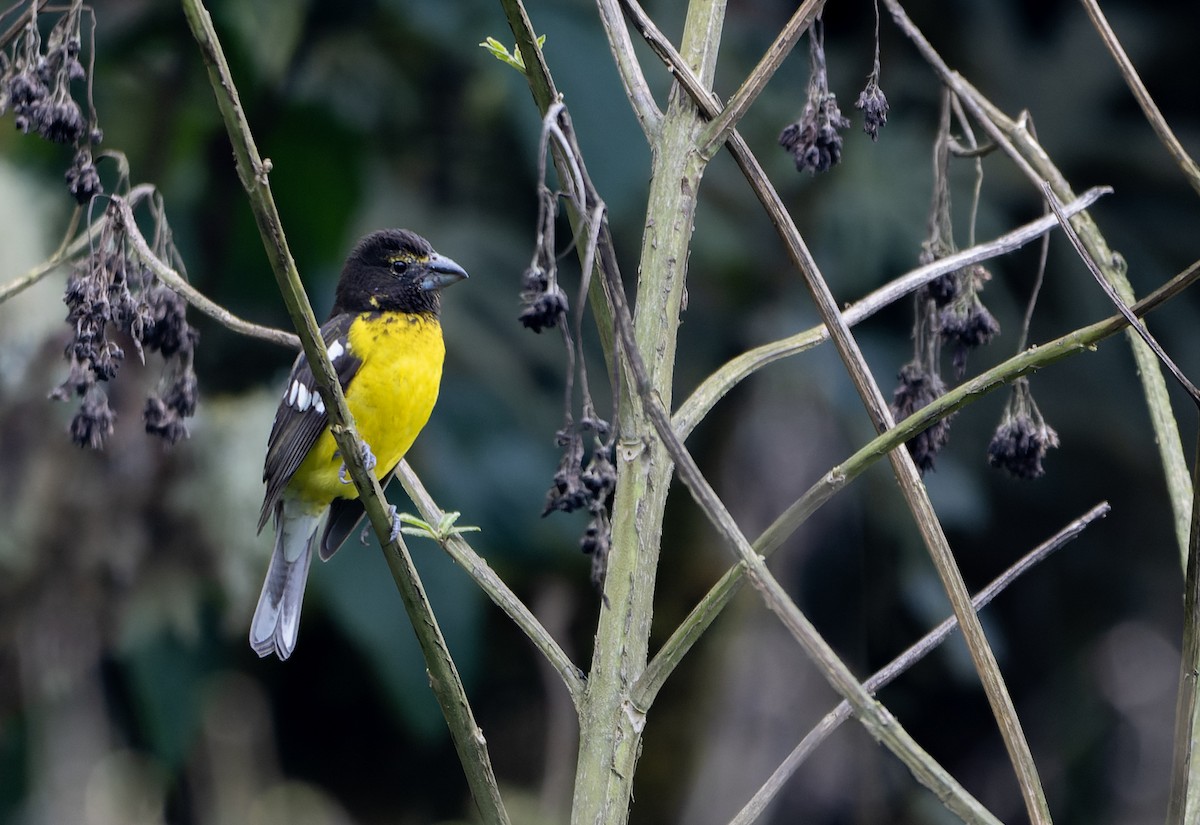Black-backed Grosbeak - ML644392382