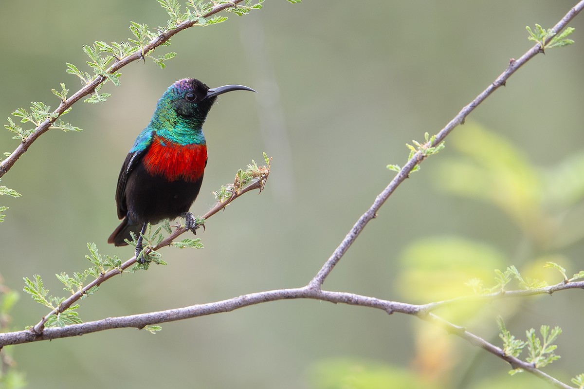 Abyssinian Sunbird - ML644392383