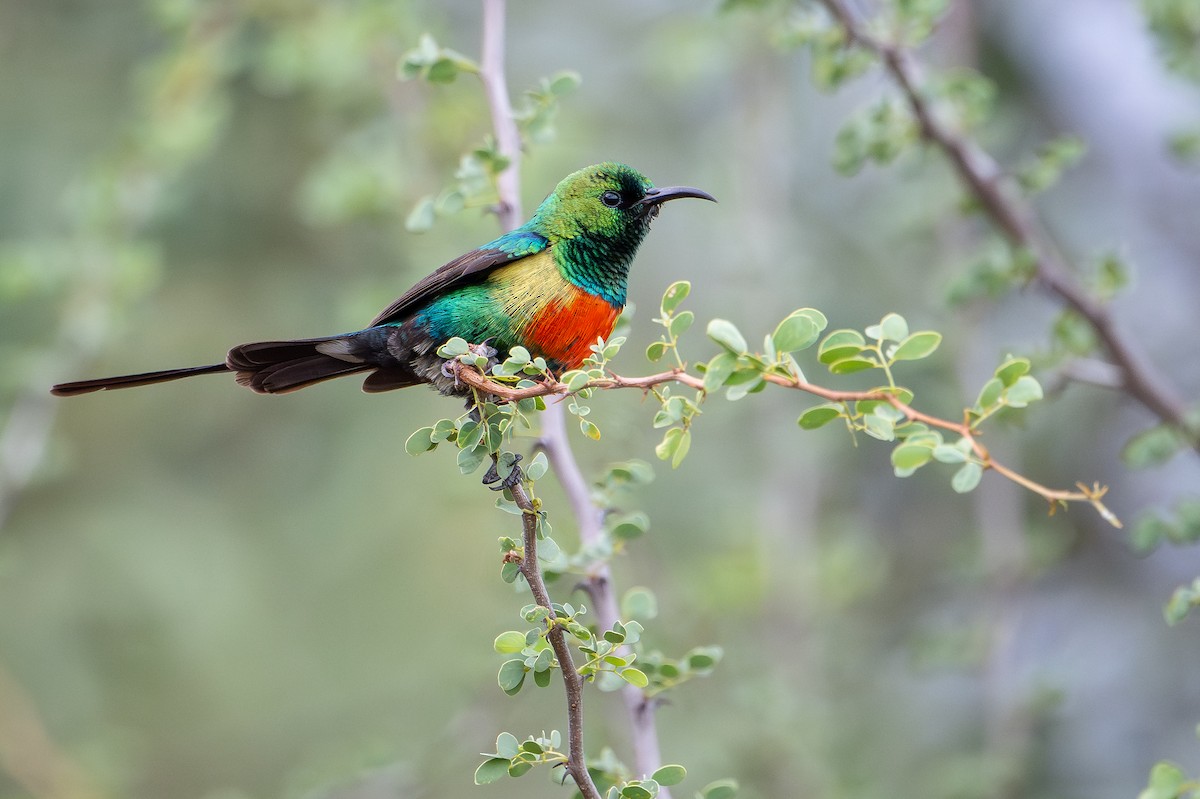 ウツクシオナガタイヨウチョウ - ML644392387