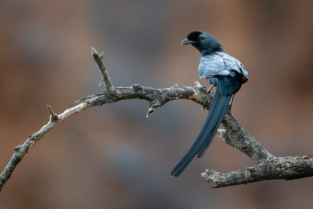 Bristle-crowned Starling - ML644392389