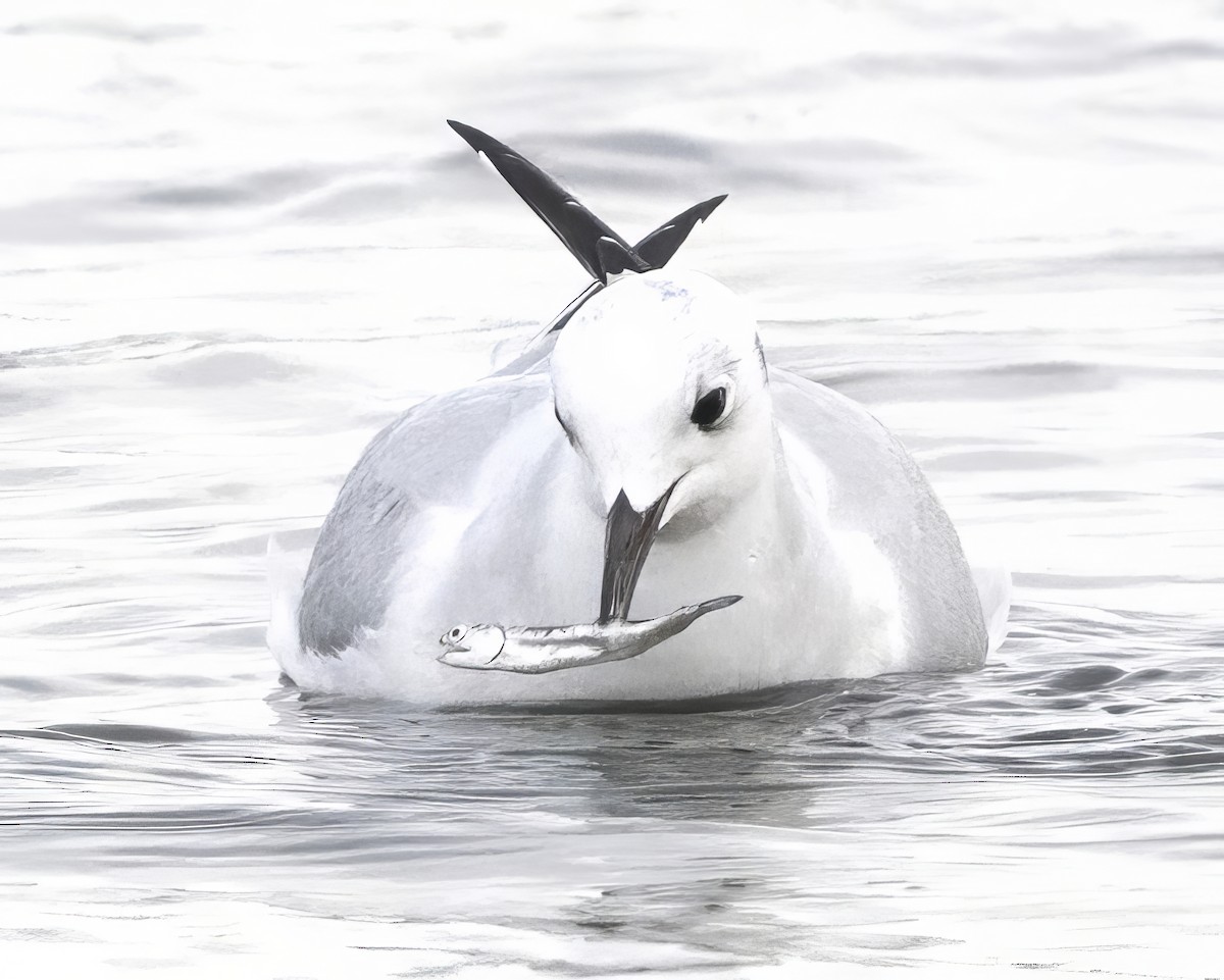 Bonaparte's Gull - ML644392402