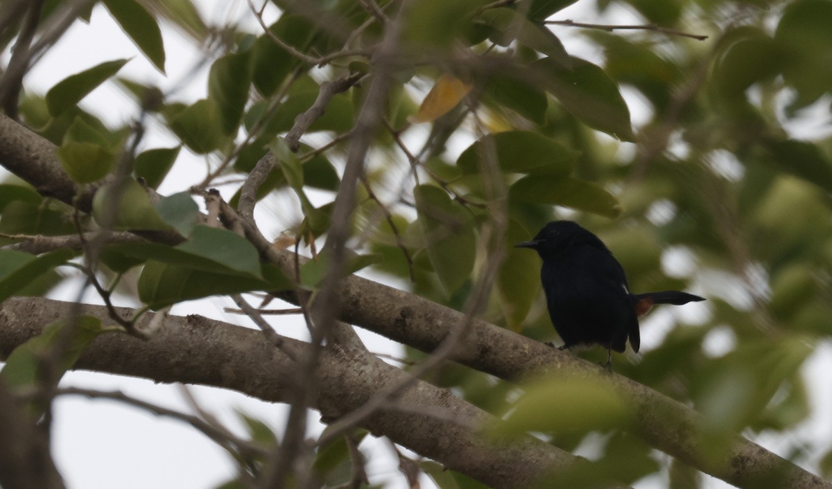 Indian Robin - ML644392405