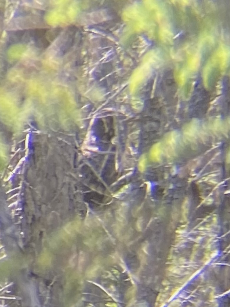 Great Gray Owl - ML644392406