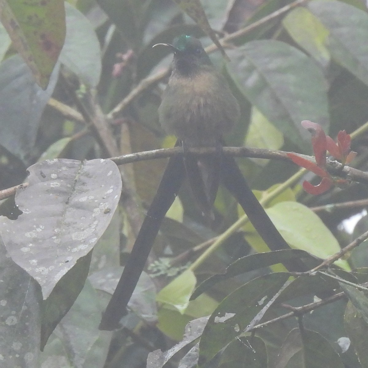 Violet-tailed Sylph - ML644392416