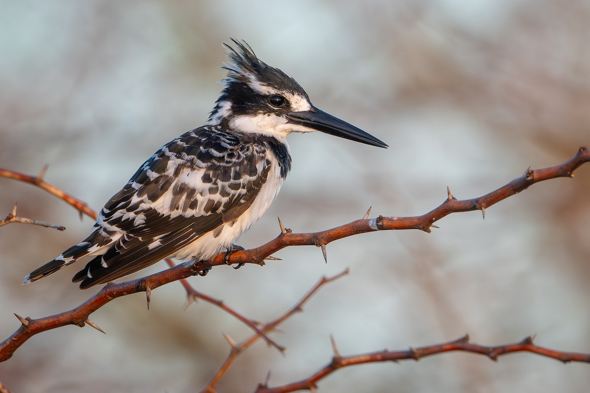 Рибалочка строкатий - ML644392426