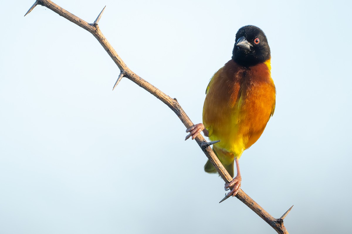 Tisserin à dos d'or - ML644392432