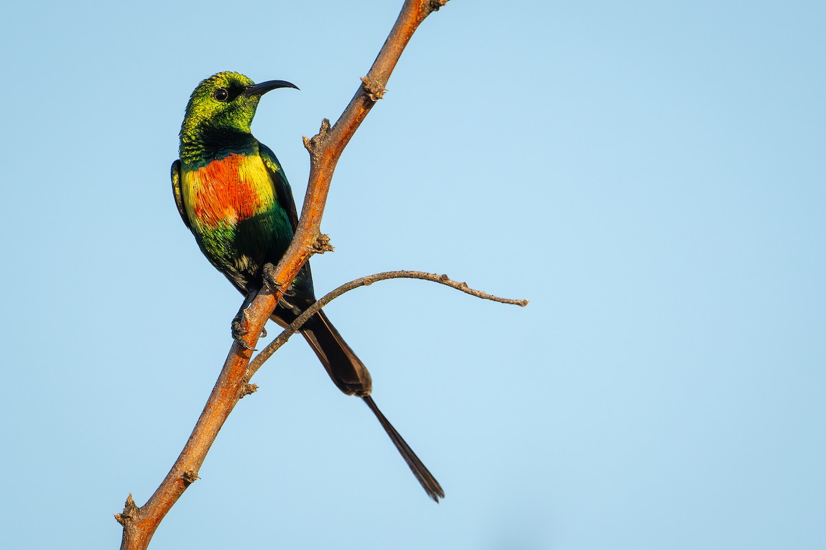 ウツクシオナガタイヨウチョウ - ML644392444