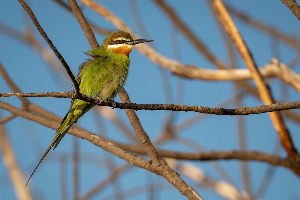 Olive Bee-eater - ML644392445
