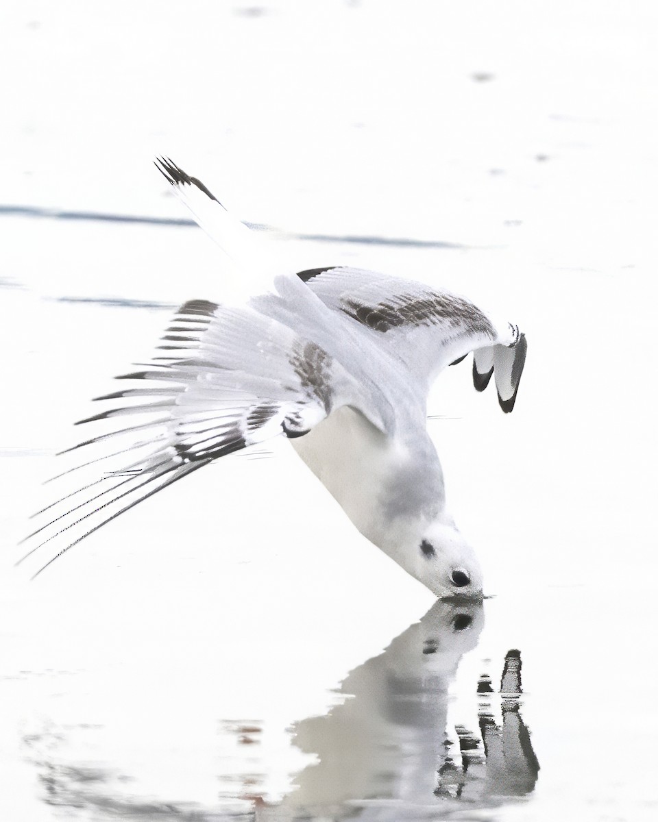 Bonaparte's Gull - ML644392447