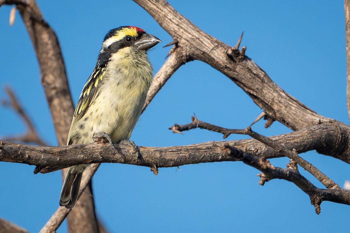 Barbudo Diademado - ML644392448