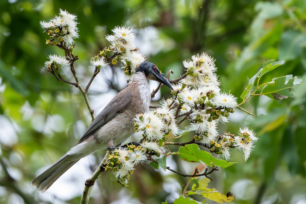 Noisy Friarbird - ML644392455