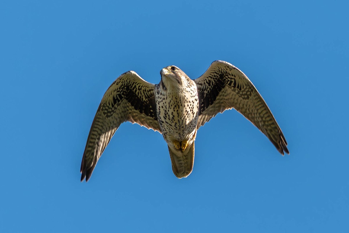 Prairie Falcon - ML644392473