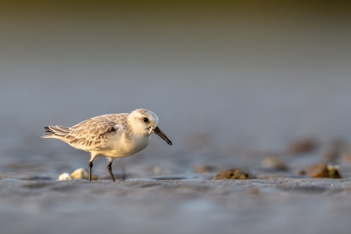 Sanderling - ML644392475