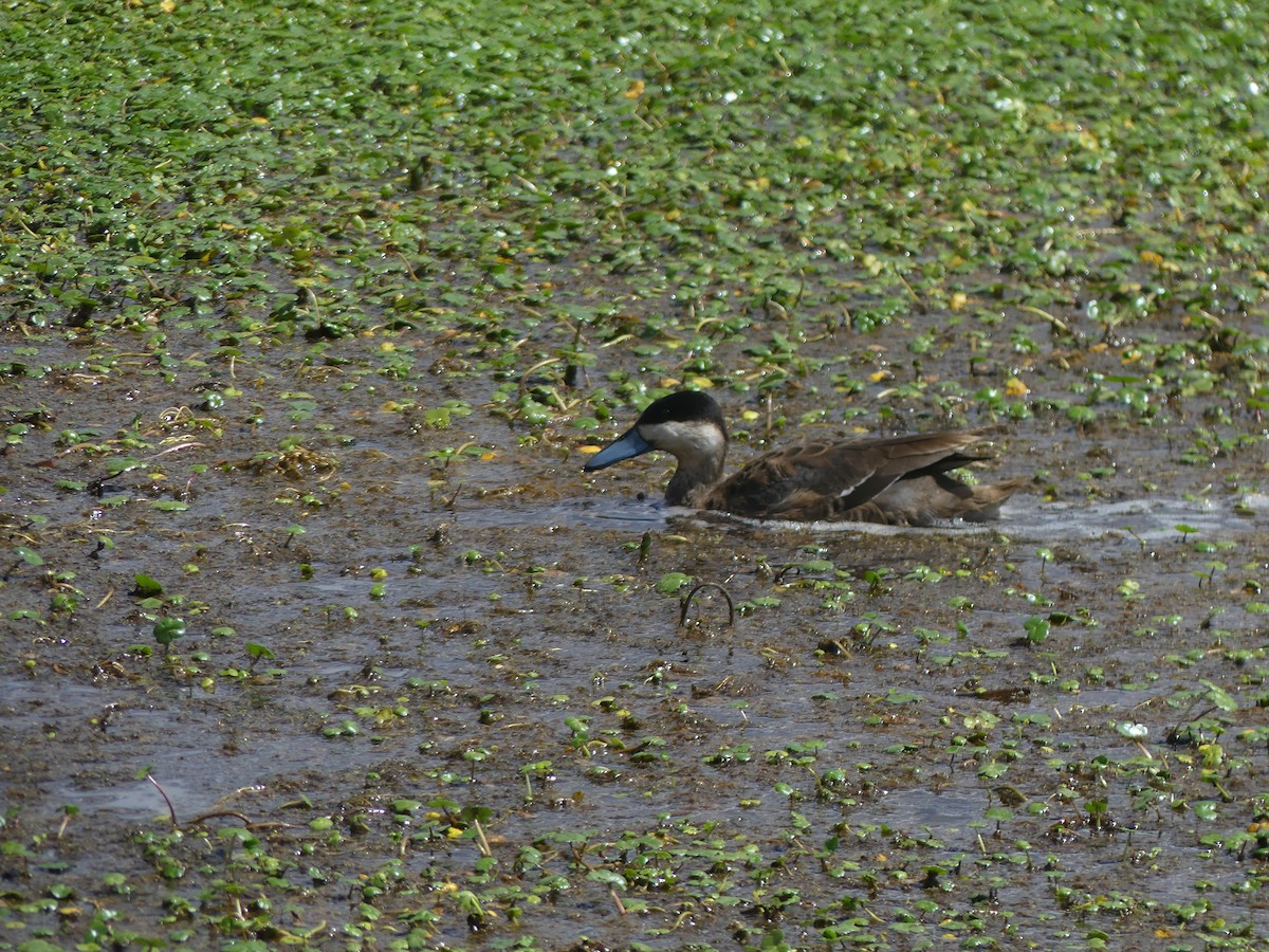 Puna Teal - ML644392477