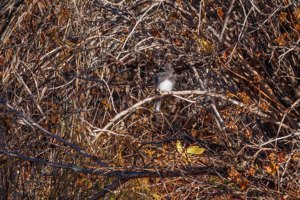 svartfibi (nigricans gr.) - ML644392479