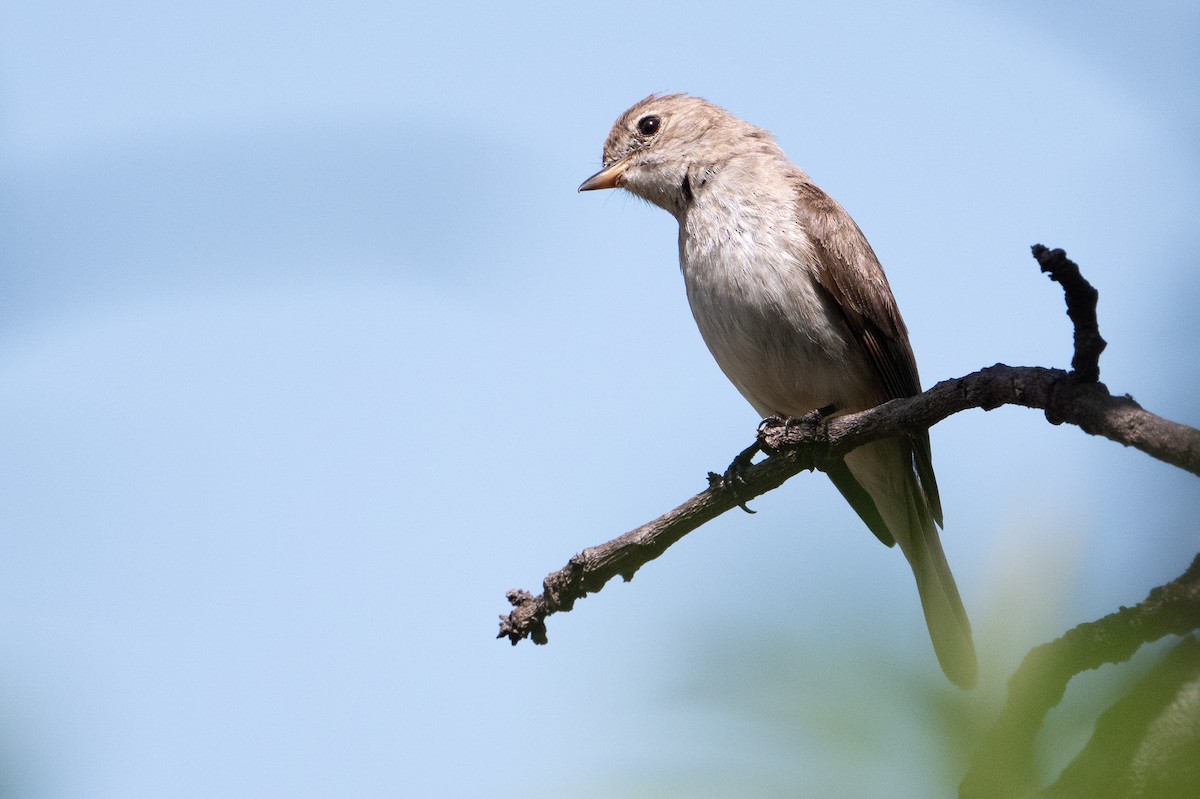 Gambaga Flycatcher - ML644392483