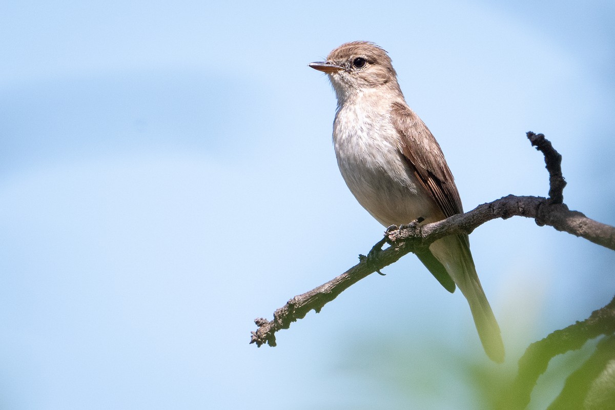 Gambaga Flycatcher - ML644392484