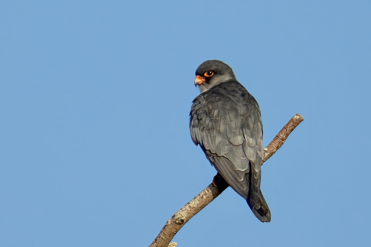 Amur Falcon - ML644392485