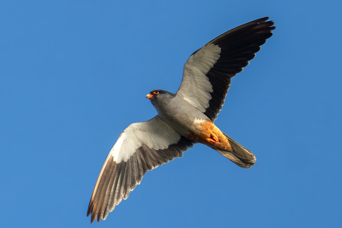 Amur Falcon - ML644392486