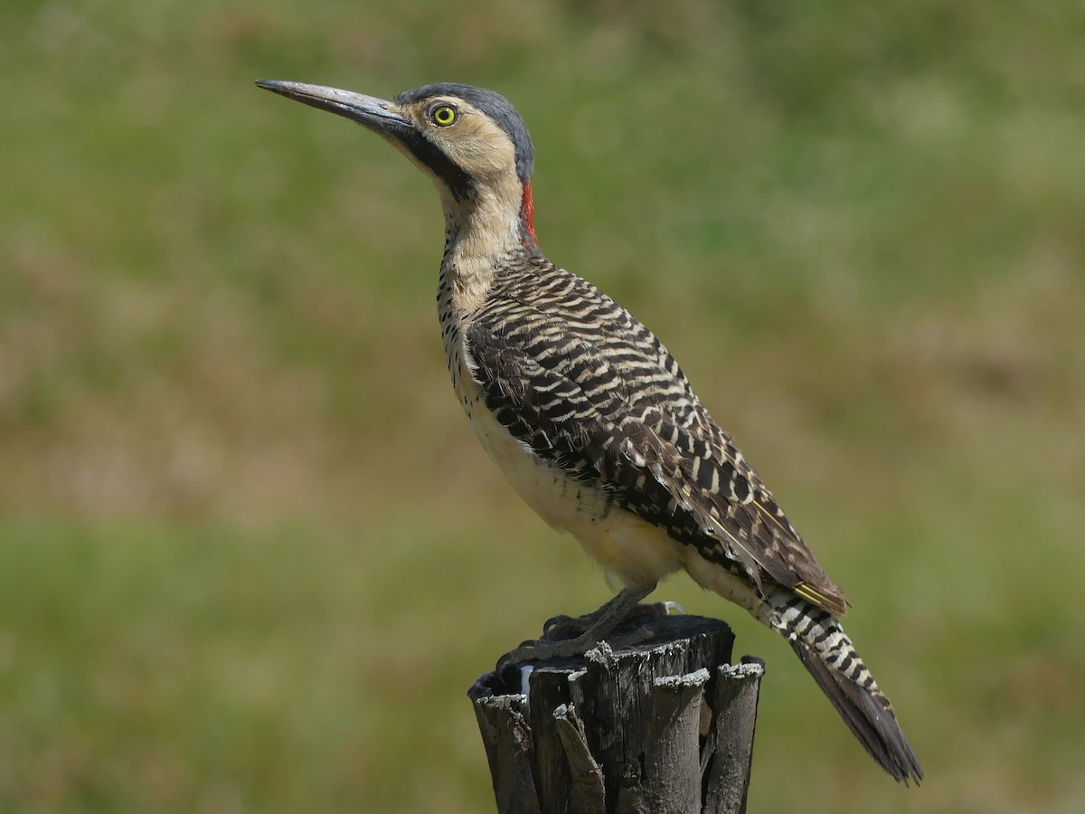 Andean Flicker - ML644392491