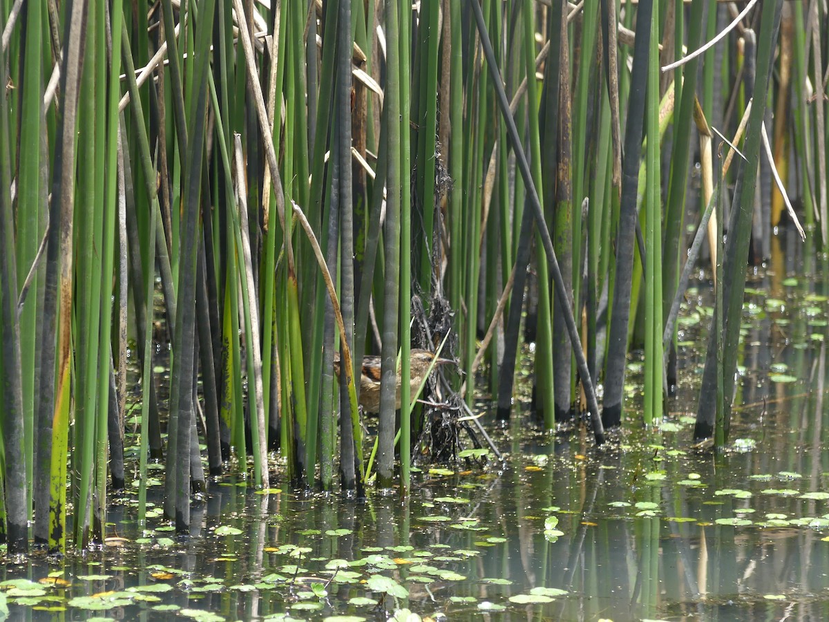 Wren-like Rushbird - ML644392496