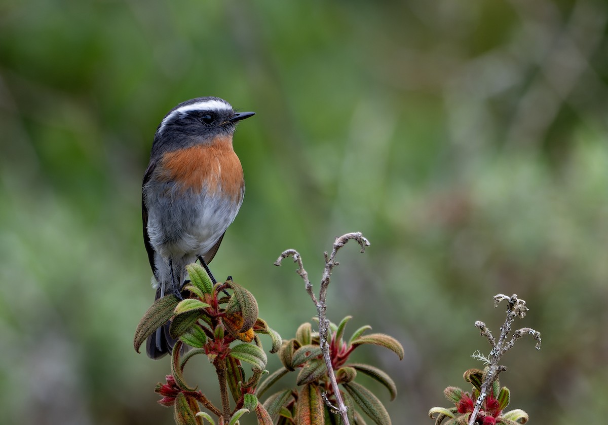 Rufous-breasted Chat-Tyrant - ML644392500