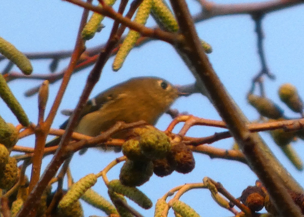 rubinfuglekonge - ML644392501