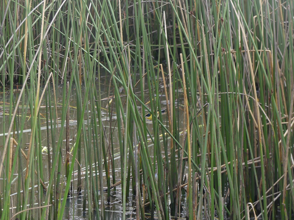 Many-colored Rush Tyrant - ML644392505