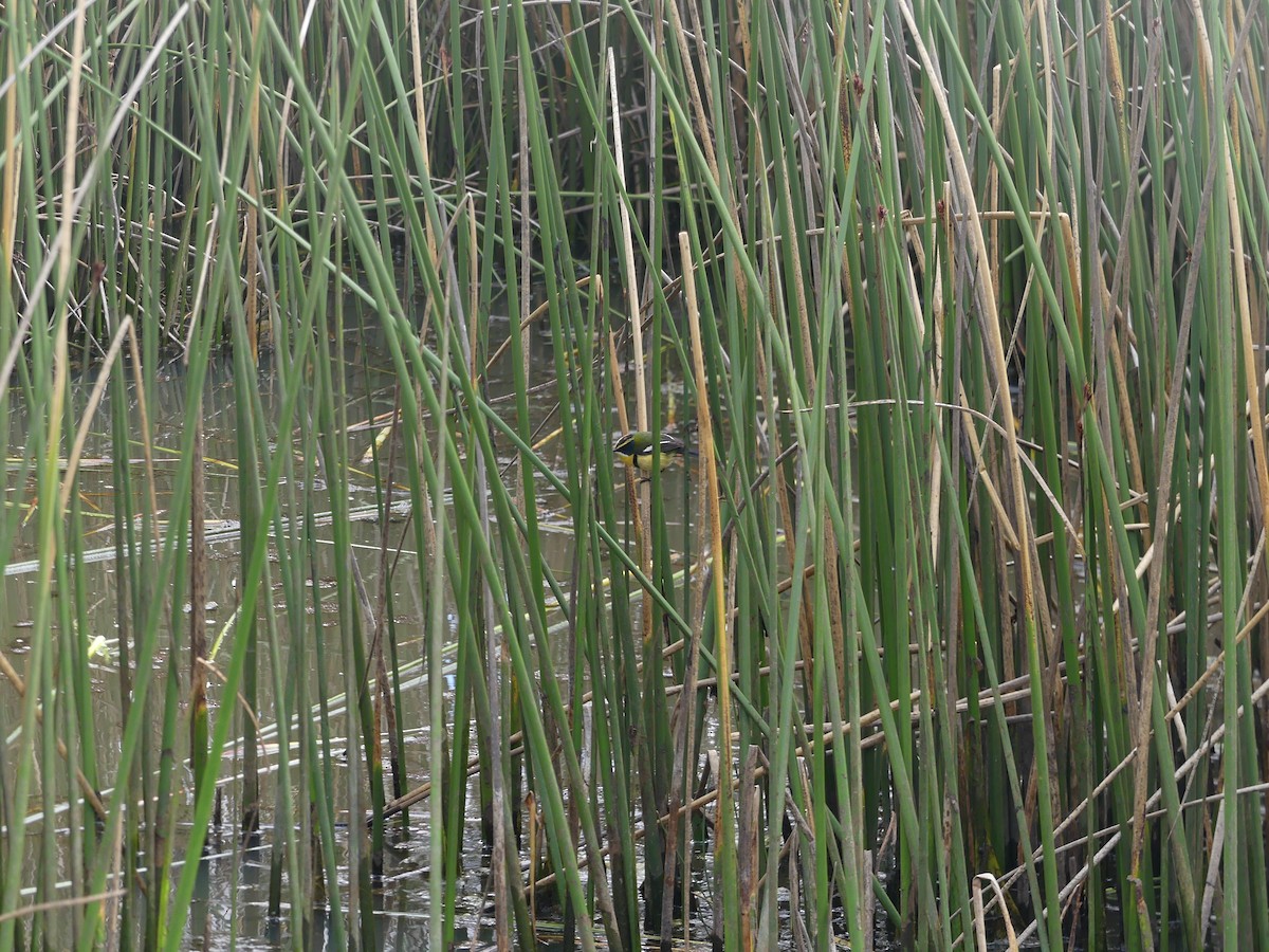 Many-colored Rush Tyrant - ML644392506