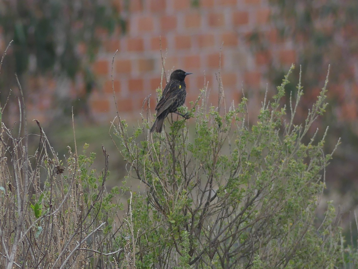 gulvingetrupial - ML644392521