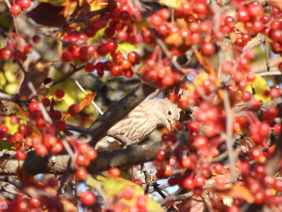 Чечевиця садова - ML644392522