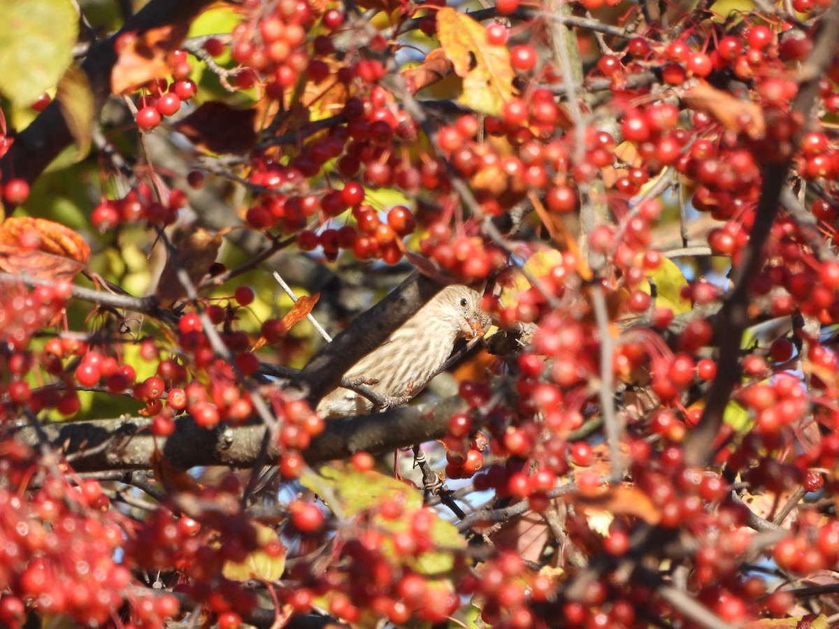 Чечевиця садова - ML644392523