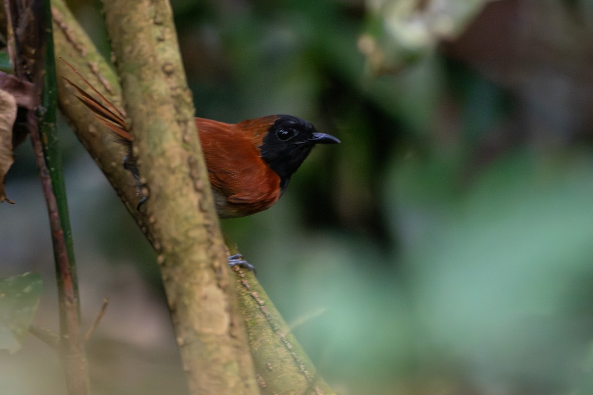 Black-faced Rufous-Warbler - ML644392527