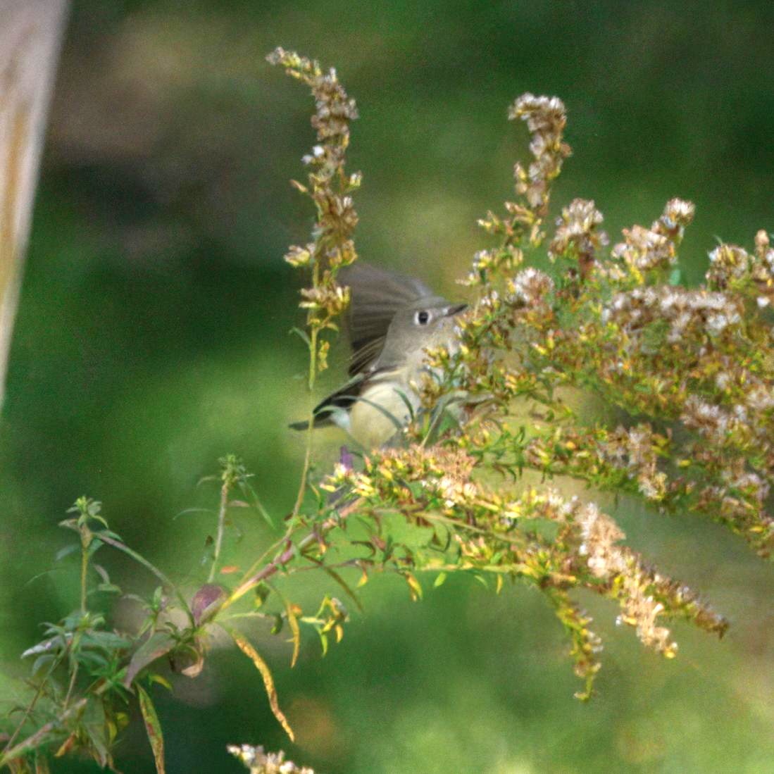 rubinfuglekonge - ML644392532