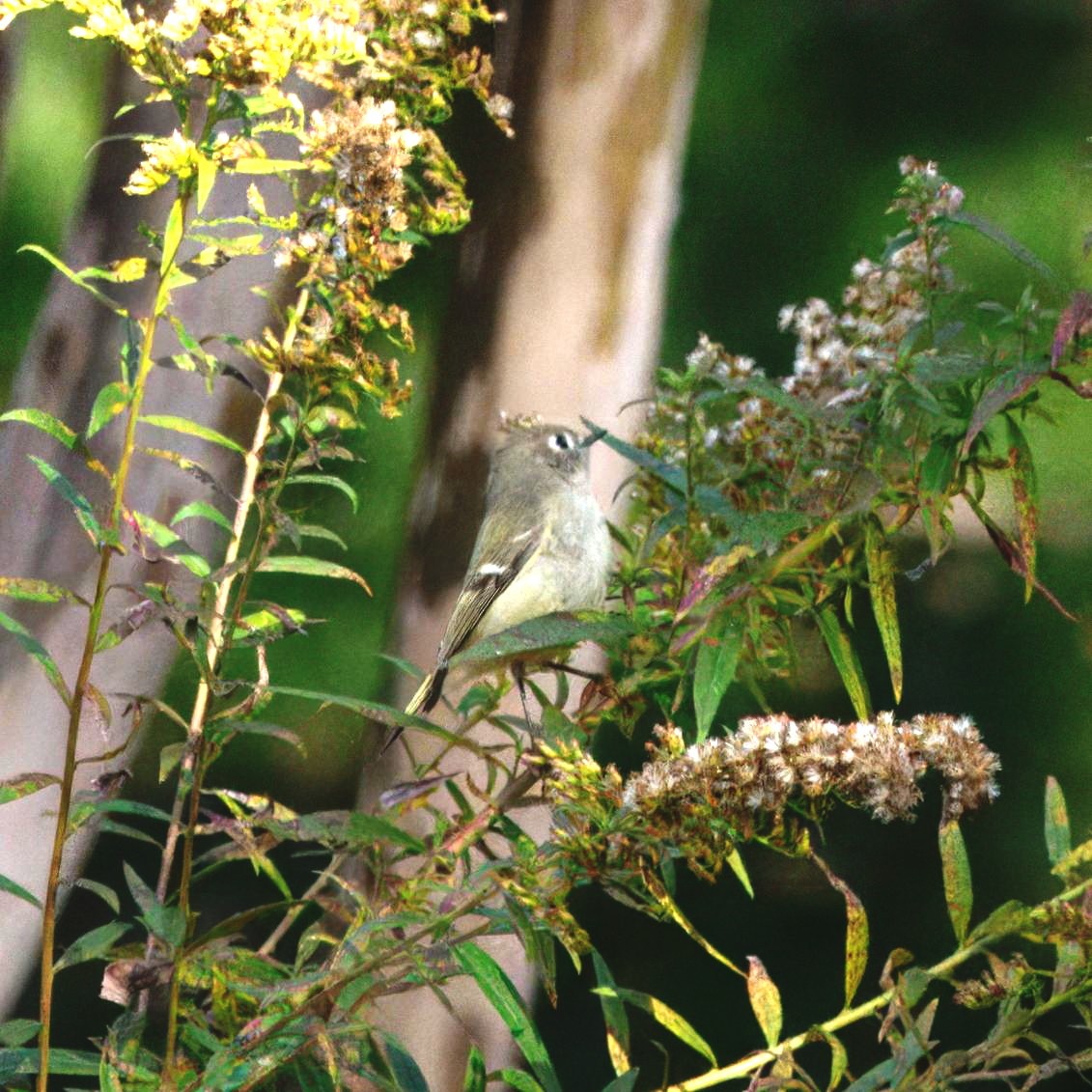 rubinfuglekonge - ML644392533