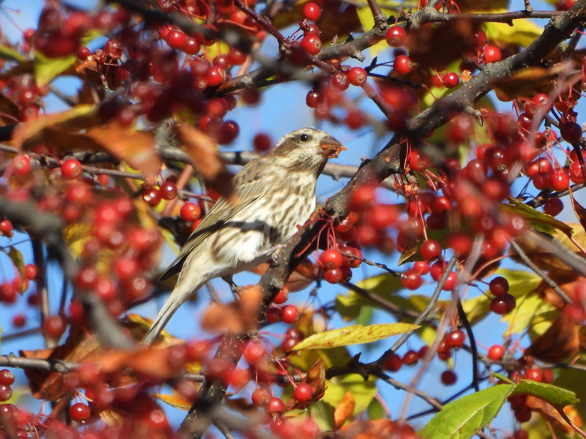 Purple Finch - ML644392535