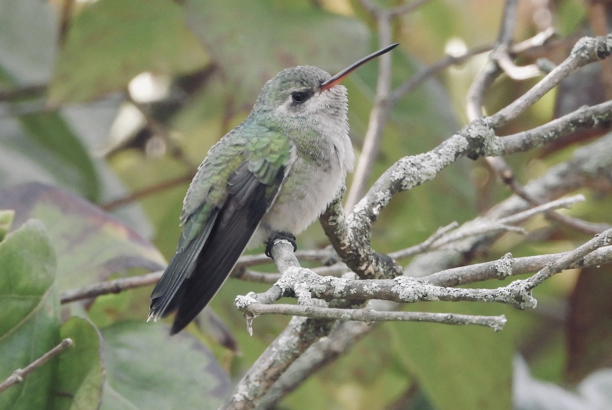 Broad-billed Hummingbird - Kathy Tucker