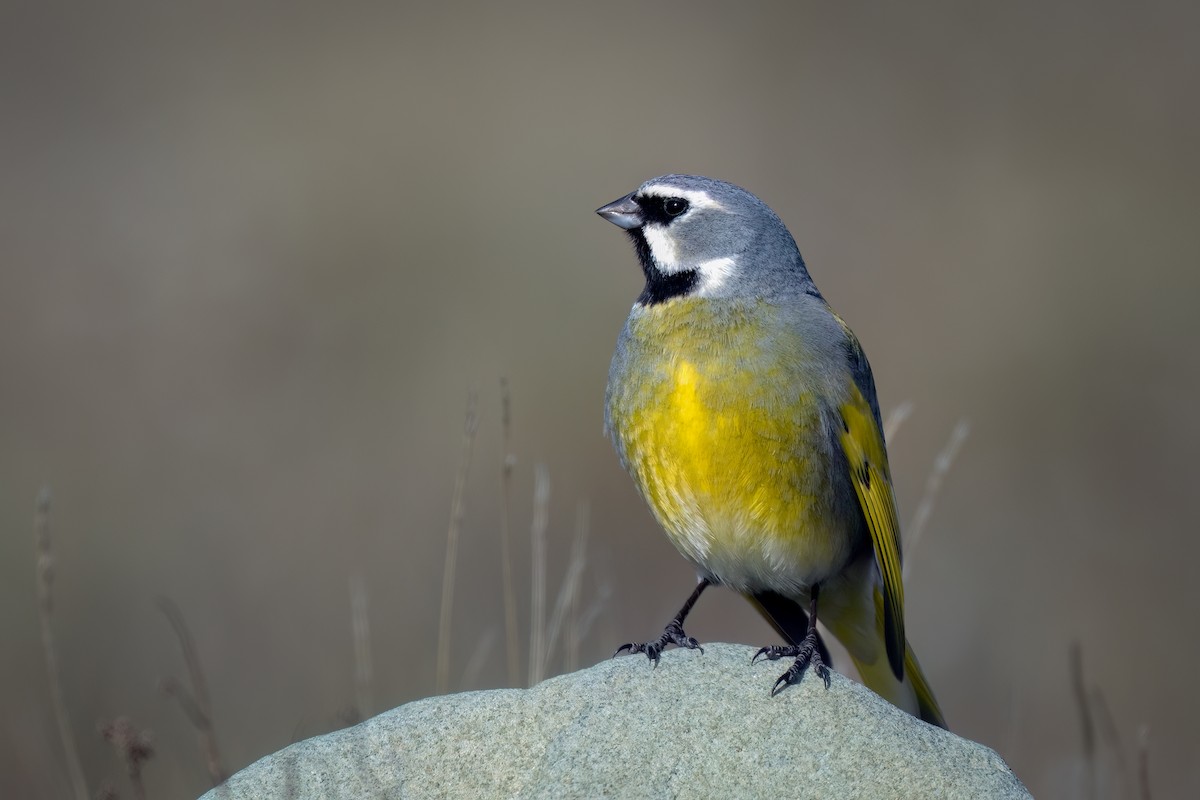 White-bridled Finch - ML644392548