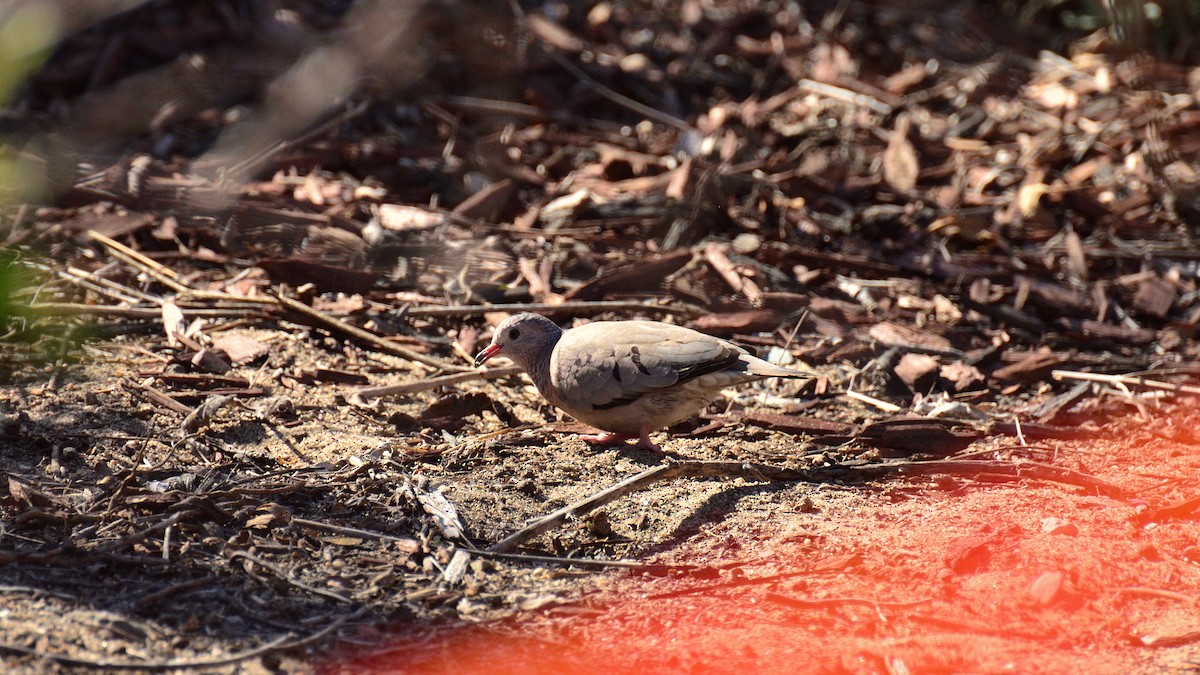 Common Ground Dove - ML644392549