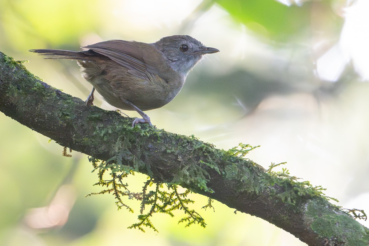 Pale-breasted Illadopsis - ML644392550
