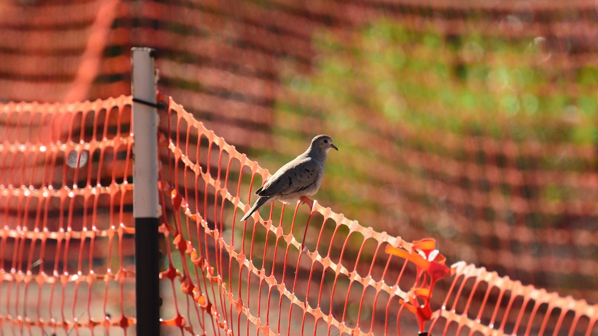 Common Ground Dove - ML644392552