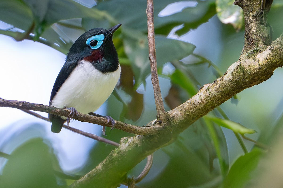 Jameson's Wattle-eye - ML644392554