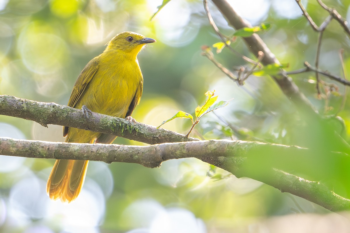 Joyful Greenbul - ML644392559