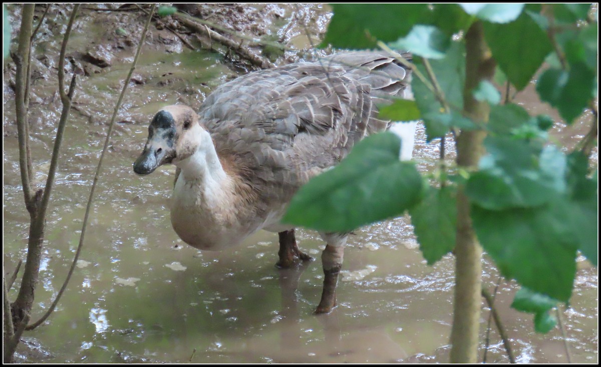 Çin Kazı (evcil tip) - ML644392560