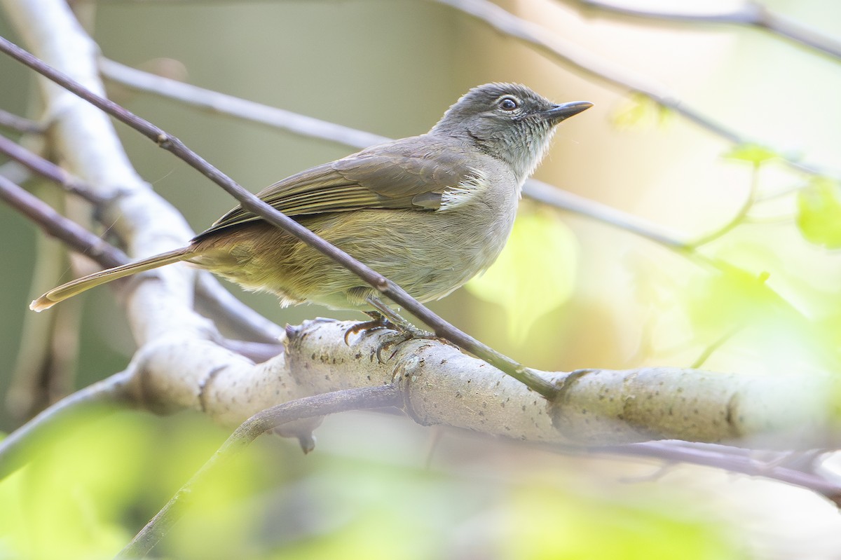 Ansorge's Greenbul - ML644392562