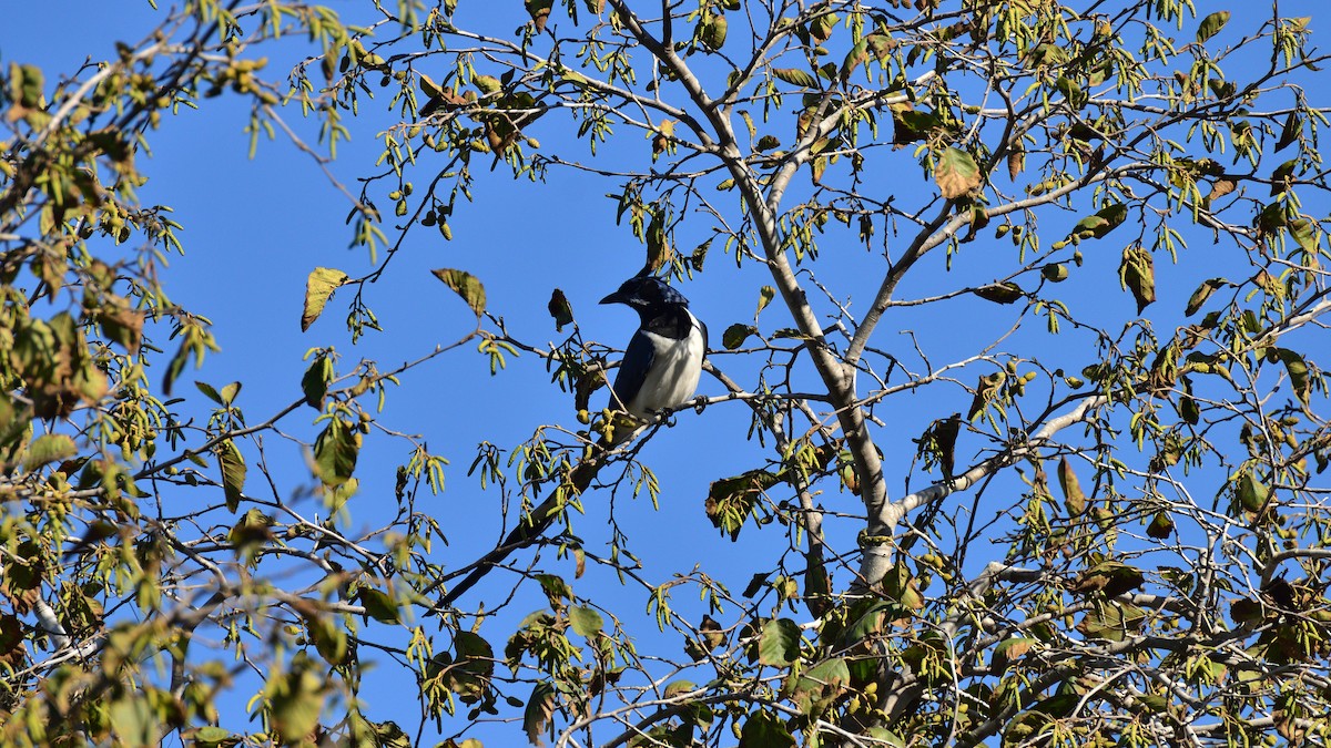 Black-throated Magpie-Jay - ML644392564