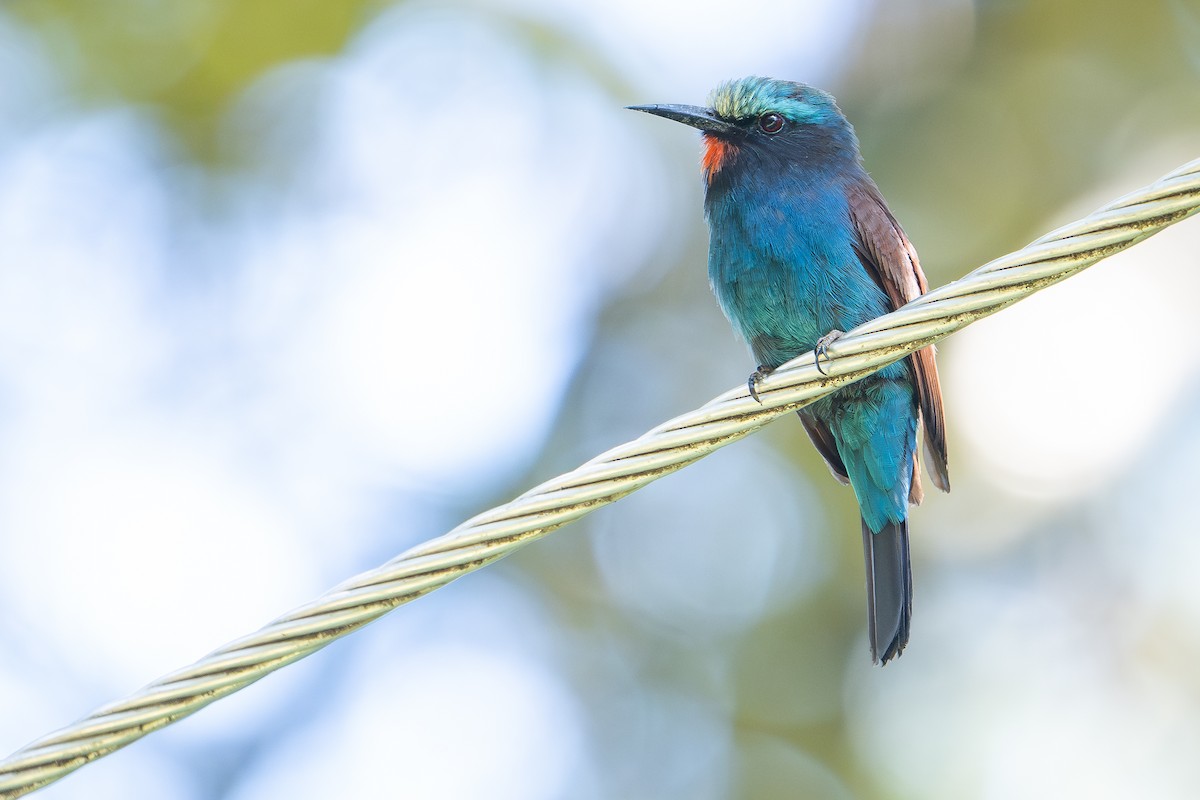 Blue-headed Bee-eater - ML644392567