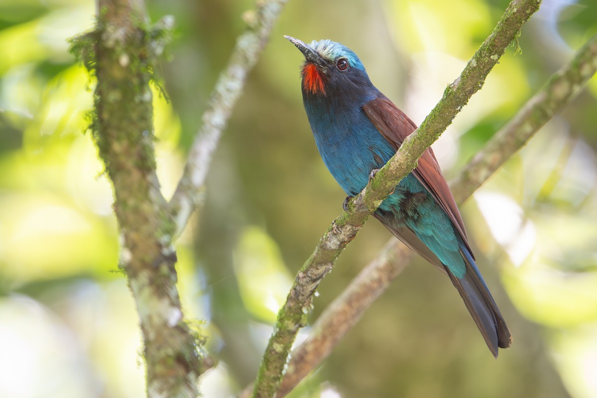 Blue-headed Bee-eater - ML644392568