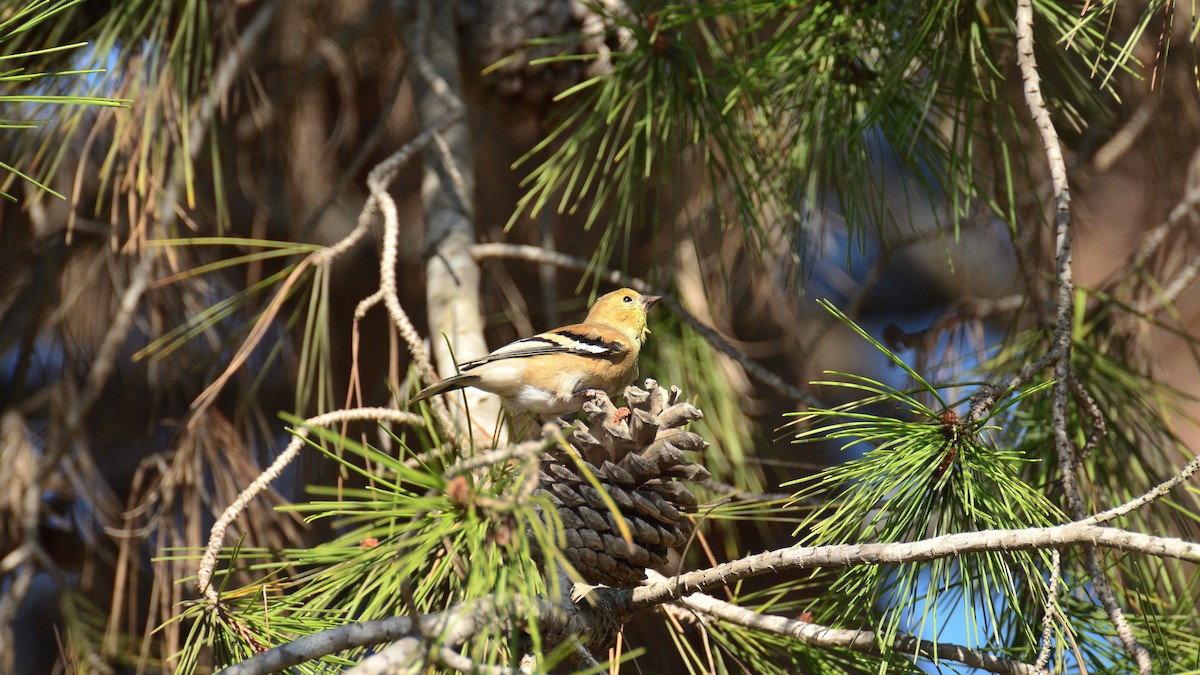 American Goldfinch - ML644392573