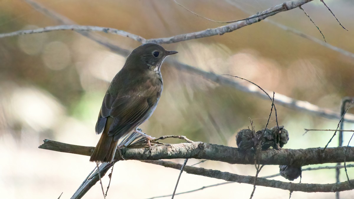 Hermit Thrush - ML644392576